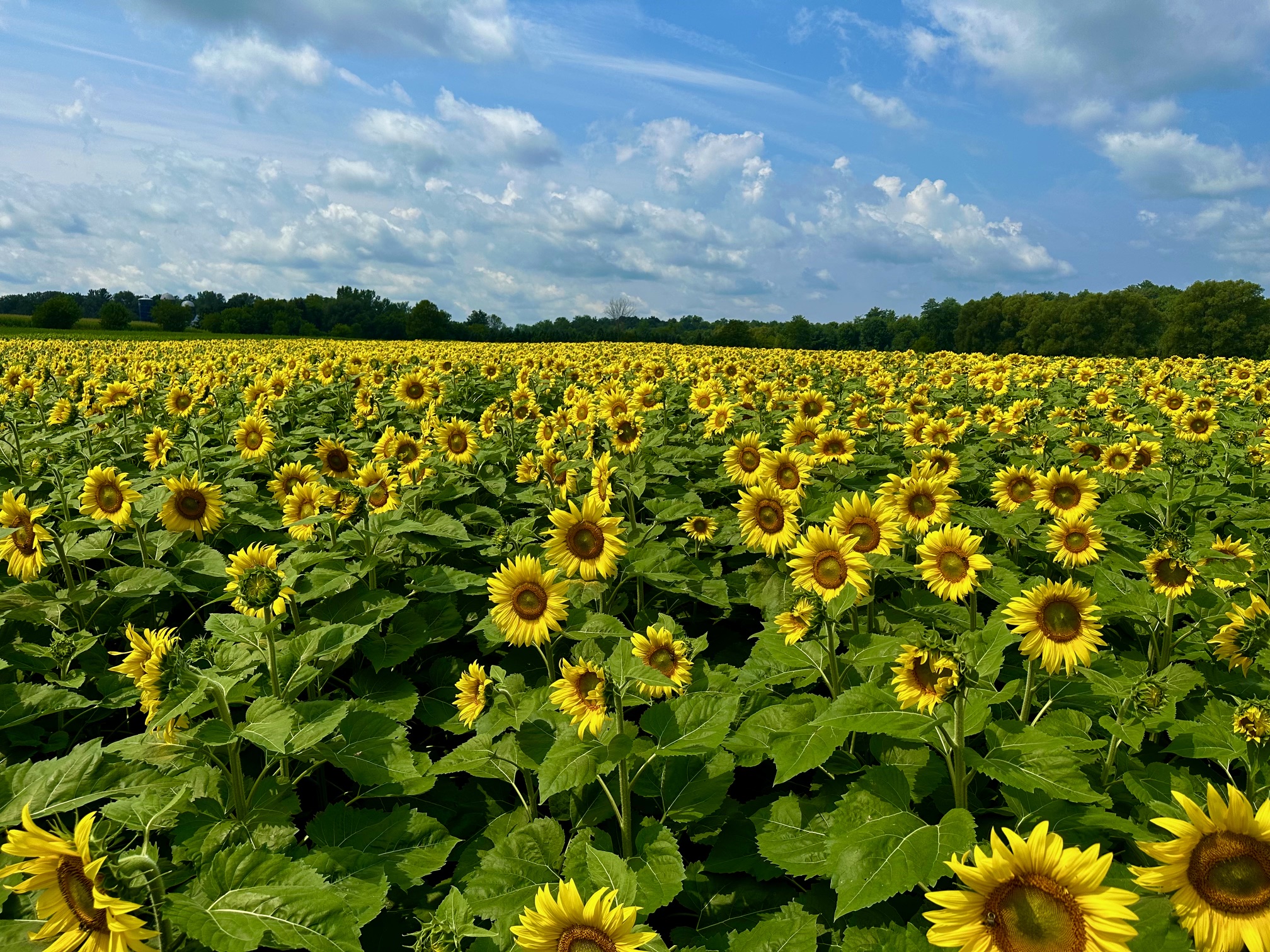 Sunflower Fields