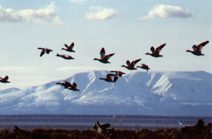 In Flight
